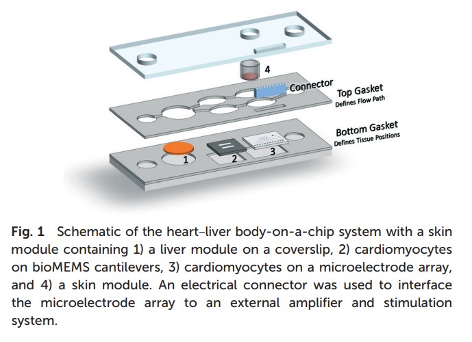 文献导读|具有模拟皮肤屏障功能的心-肝人体芯片评估经皮给药(图1)