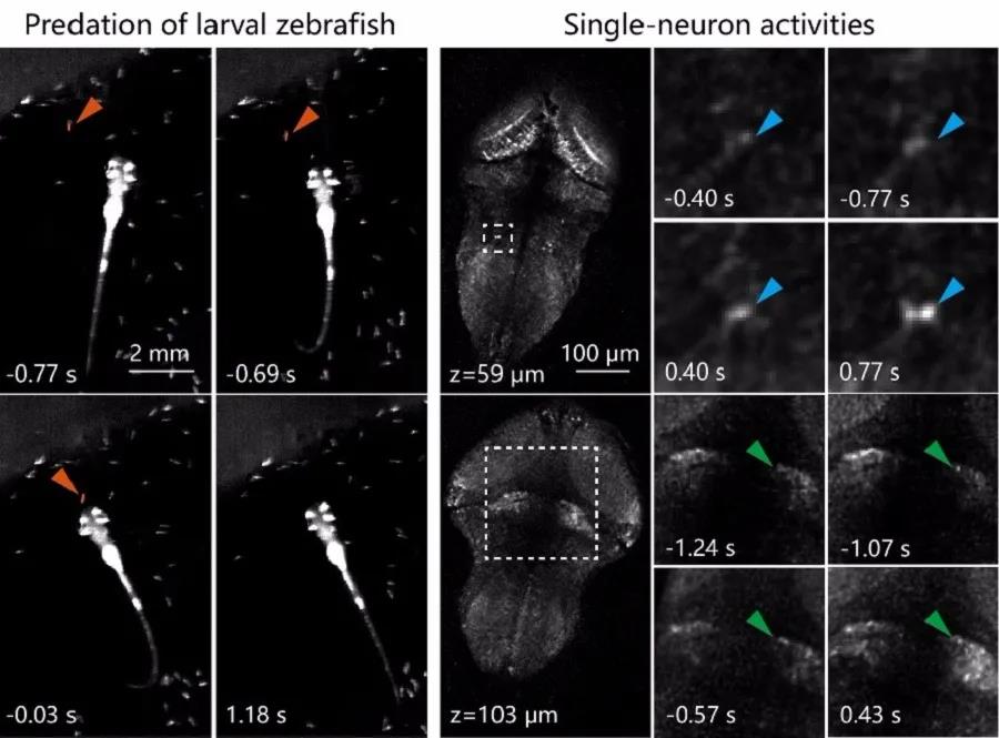 新型光场显微镜高速记录大脑神经元活动和血流的快速动态变化(图4)