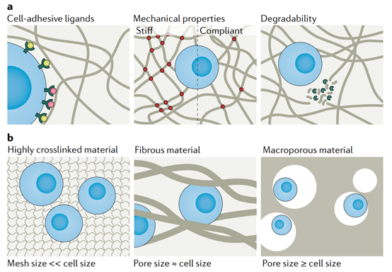 文献导读：用于类器官培养的组织工程材料(图2)