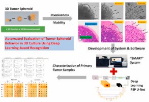 东南大学苏州医疗器械研究院在《Biomaterials》发表肿瘤芯片人工智能分析最新研究进展(图1)