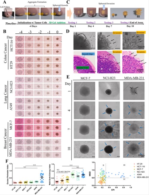 东南大学苏州医疗器械研究院在《Biomaterials》发表肿瘤芯片人工智能分析最新研究进展(图2)