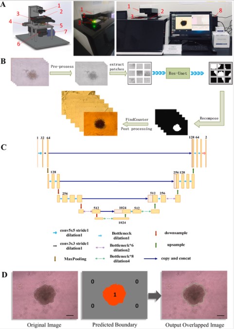 东南大学苏州医疗器械研究院在《Biomaterials》发表肿瘤芯片人工智能分析最新研究进展(图3)