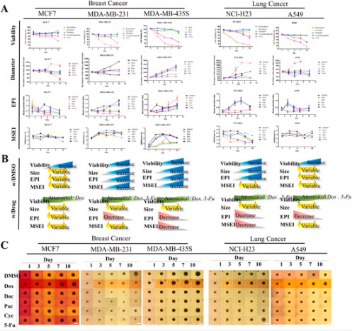 东南大学苏州医疗器械研究院在《Biomaterials》发表肿瘤芯片人工智能分析最新研究进展(图4)