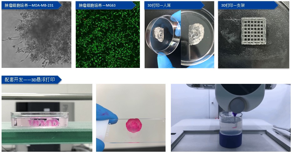文献导读-光交联甲基丙烯酰化蛋白衍生物的结构分析(图4)